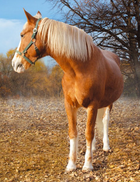 Эстонская лошадь