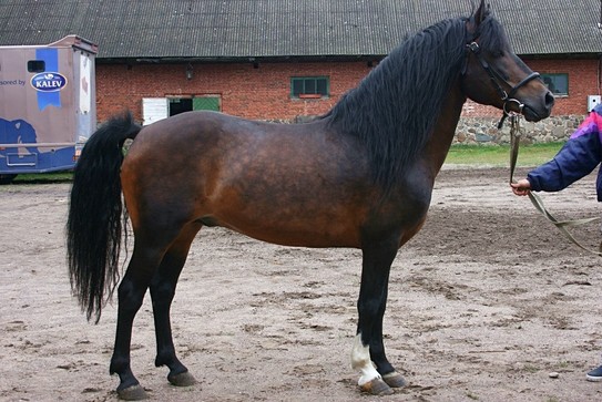 Эстонская лошадь