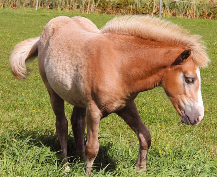 Финская лошадь