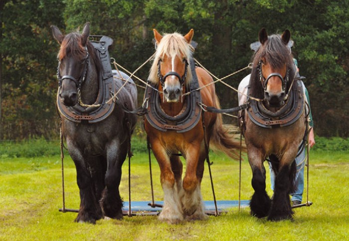 Лошади бельгийской тяжелоупряжной породы