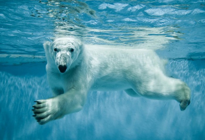 Плывущий белый медведь