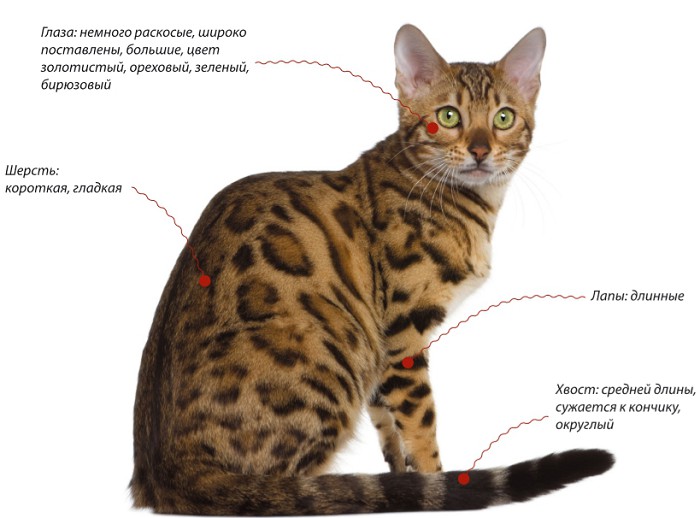 Бенгальская кошка, характеристики породы
