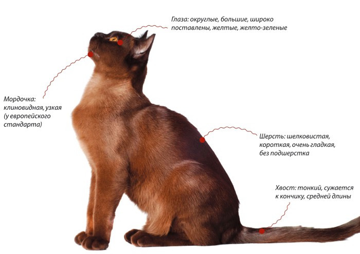 Бурманская кошка, характеристики породы