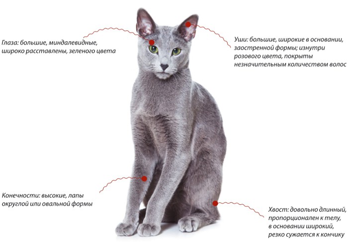Русская голубая кошка, характеристики породы
