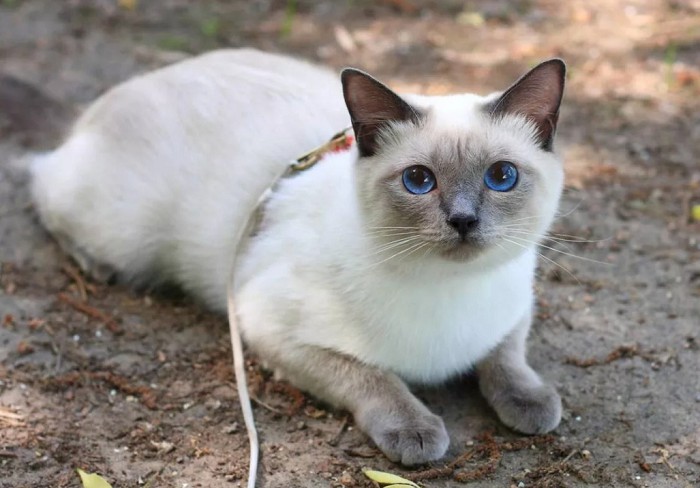 сиамская кошка 15 лет