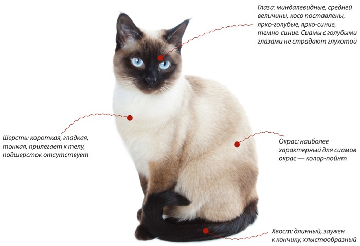 Сиамская кошка, характеристики породы