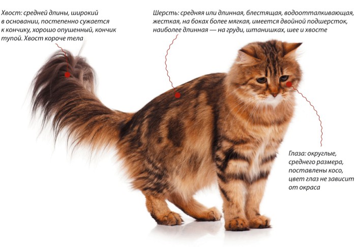 Сибирская кошка, характеристики породы