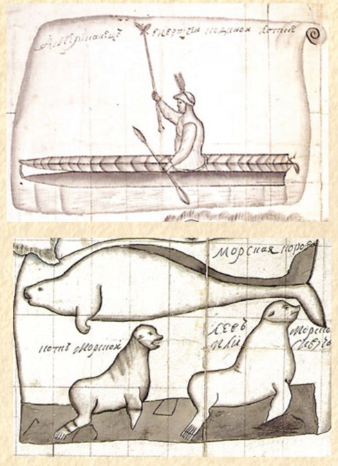 Алеут, морская корова, морской котик, морской лев: рисунки с карт Беринга