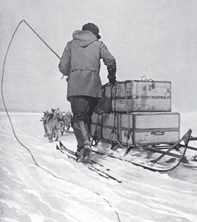Амундсен выбрал правильную тактику перемещения по Антарктиде на ездовых собаках, которые тянули за собой нарты с провизией и оборудованием