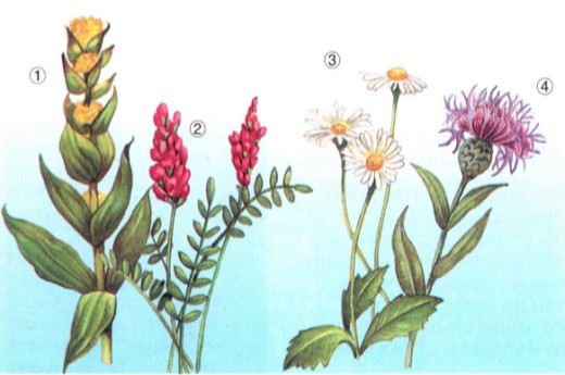 Некоторые типичные луговые растения