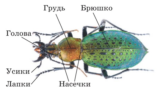 Строение насекомого на примере жука