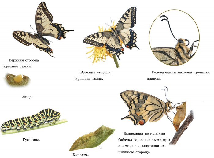 Жизненный цикл дневной бабочки махаон