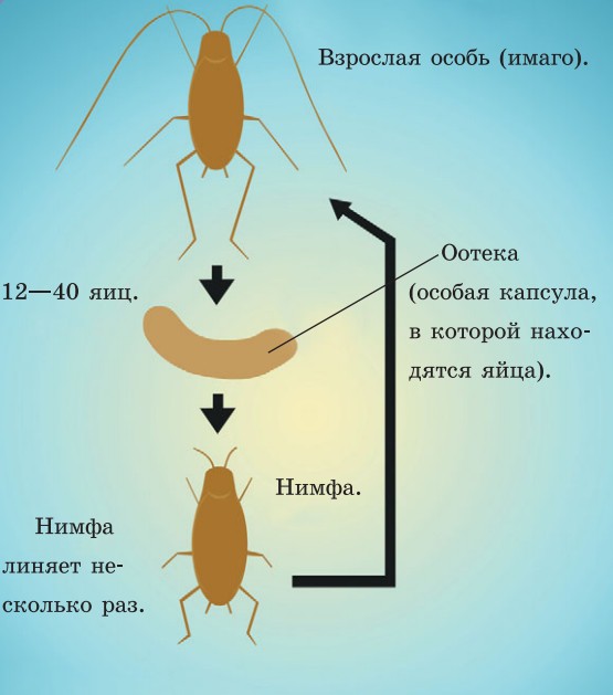 Жизненный цикл таракана