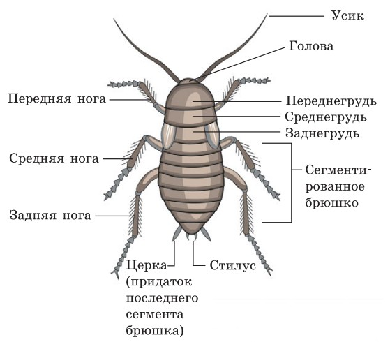 Строение таракана