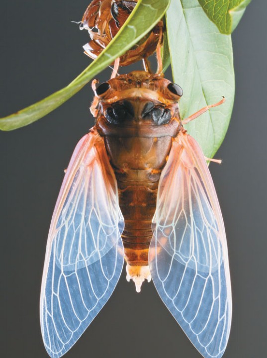 Взрослая цикада после завершающей линьки