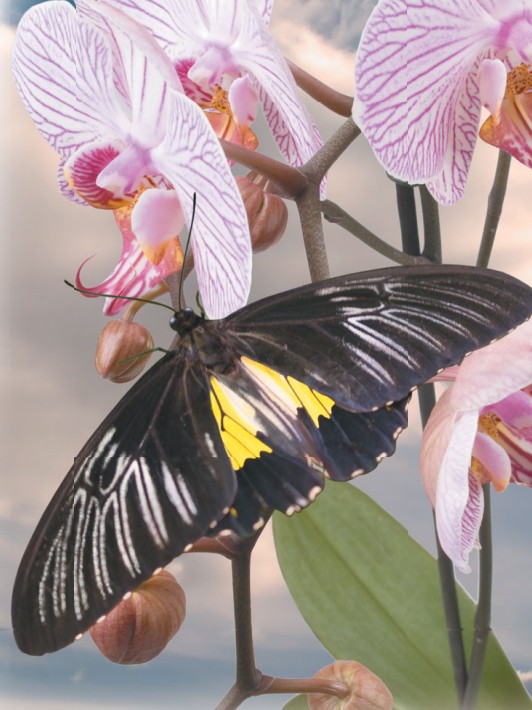 Бабочка, опыляющая экзотические орхидеи
