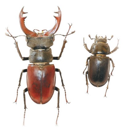 Самец и самка жука-оленя