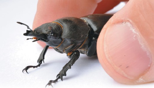 Самка жука-оленя в человеческих руках