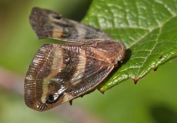 цикадка-бабочка