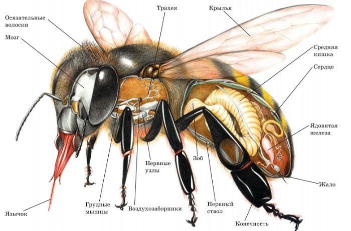 Строение тела пчелы