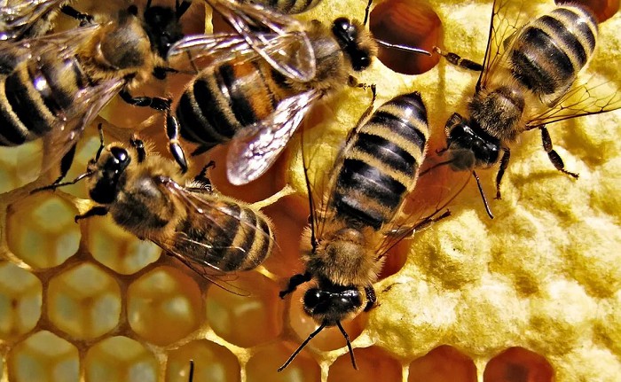 Пчелы за работой