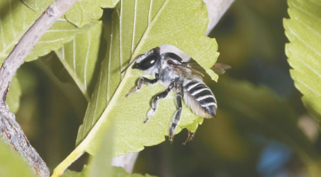 Пчела, вырезающая листья для своего гнезда