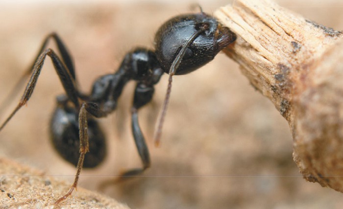 черный садовый муравей