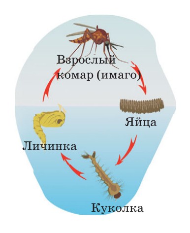 Жизненный цикл комара
