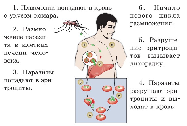 Схема развития малярии