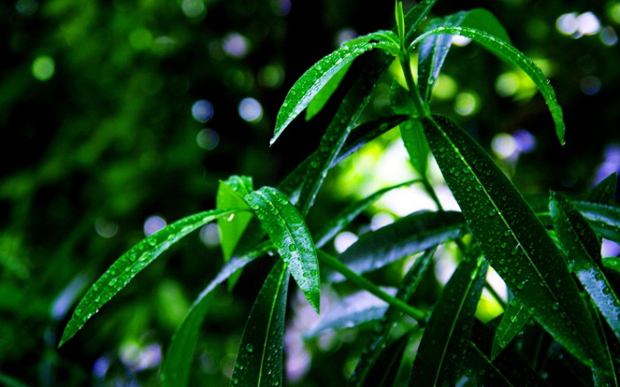 Зеленый лист растения