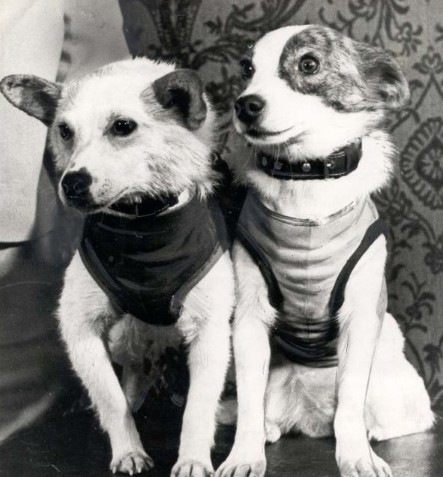 Белка и Стрелка — собаки-космонавты