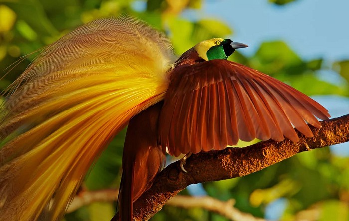 Райская птица с о. Новая Гвинея