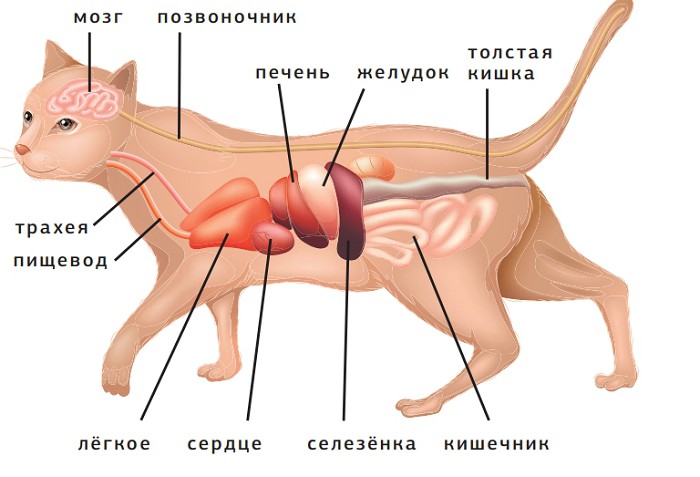 Внутренние органы млекопитающих на примере кошки