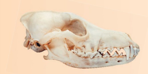 череп собаки