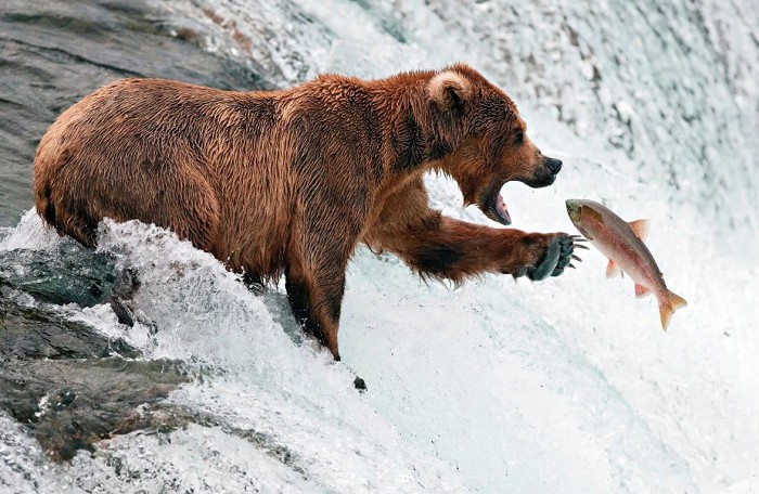 Медведи в таёжных реках охотятся на лосося