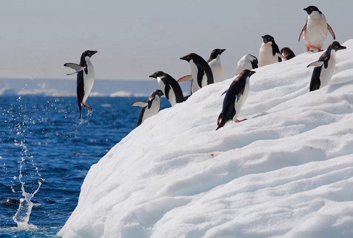 Пингвины уверенно чувствуют себя и в воде, и на суше