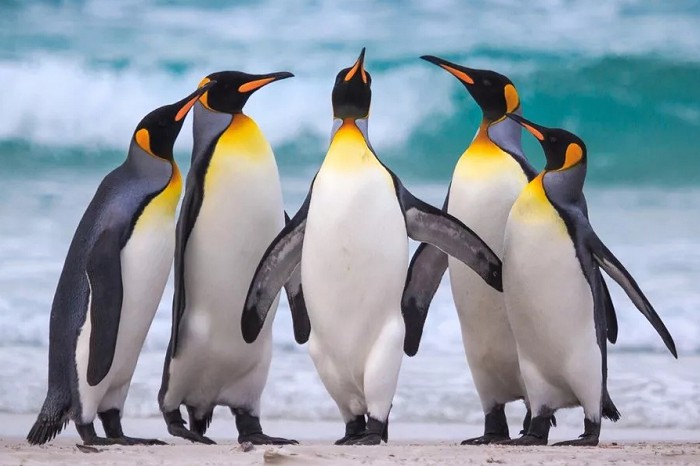 королевский пингвин