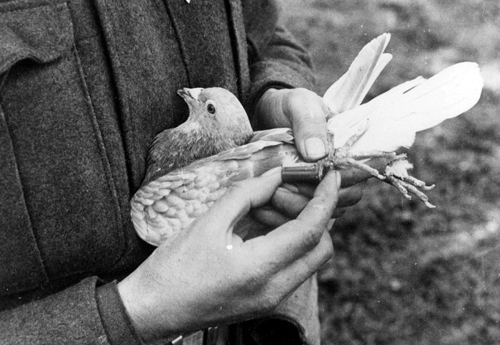 Почтовому голубю прикрепляют письмо. Фотография 1920 г.