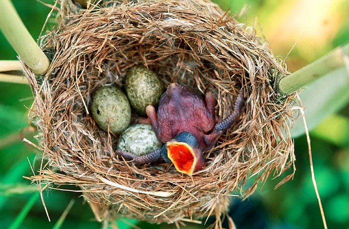 Кукушонок в гнезде «новых родителей»