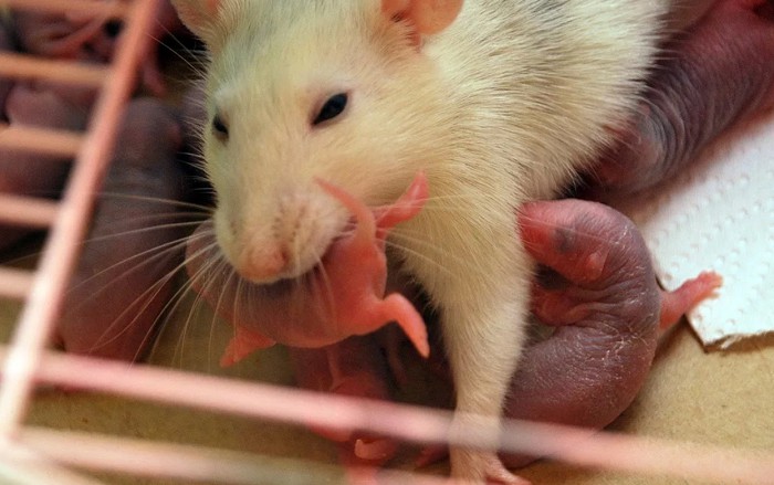 Крыса переносит детёныша в зубах