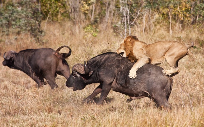 Лев нападает на буйвола