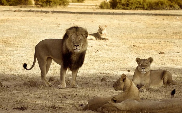 Семейство львов в африканской саванне