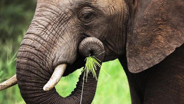 Слоны питаются