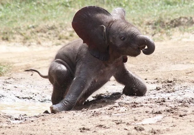 Новорождённый слонёнок