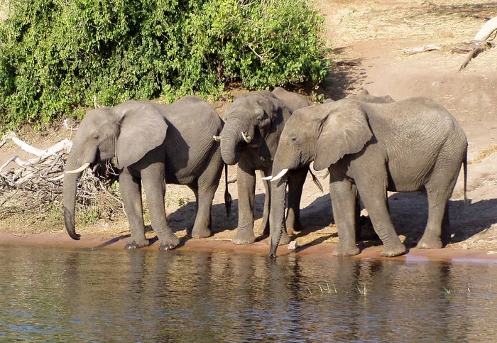 Слоны пьют по очереди, соблюдая старшинство