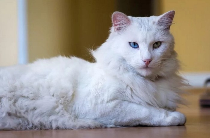 Турецкая ангорская кошка