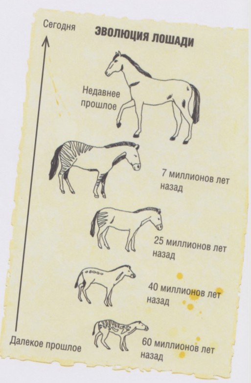 эволюция лошади