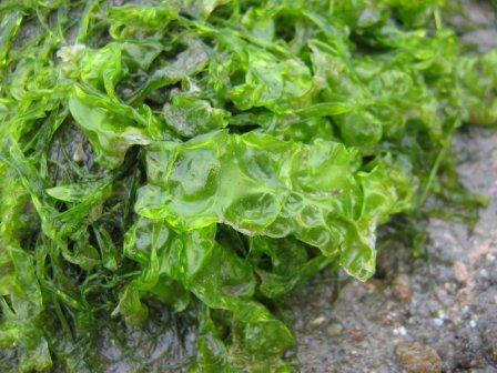 Все растущие в воде растения водоросли