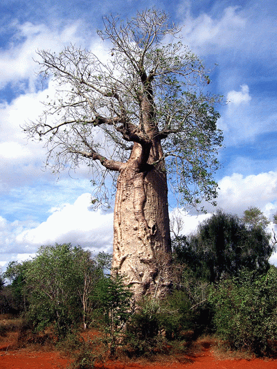 Бутылочное дерево 
