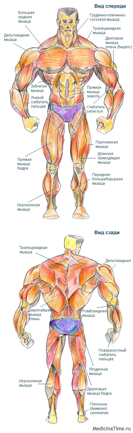 Группы мышц